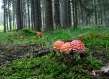 Red mushrooms in the forest 